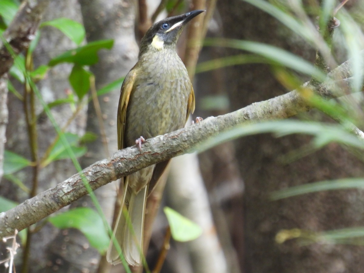 Lewin's Honeyeater - ML646573386