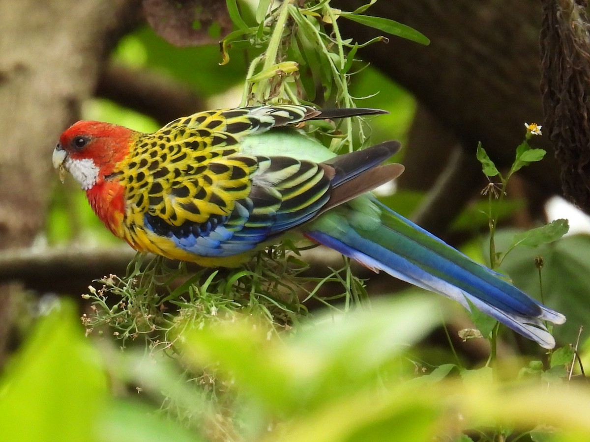 Rosella orientale - ML646573392