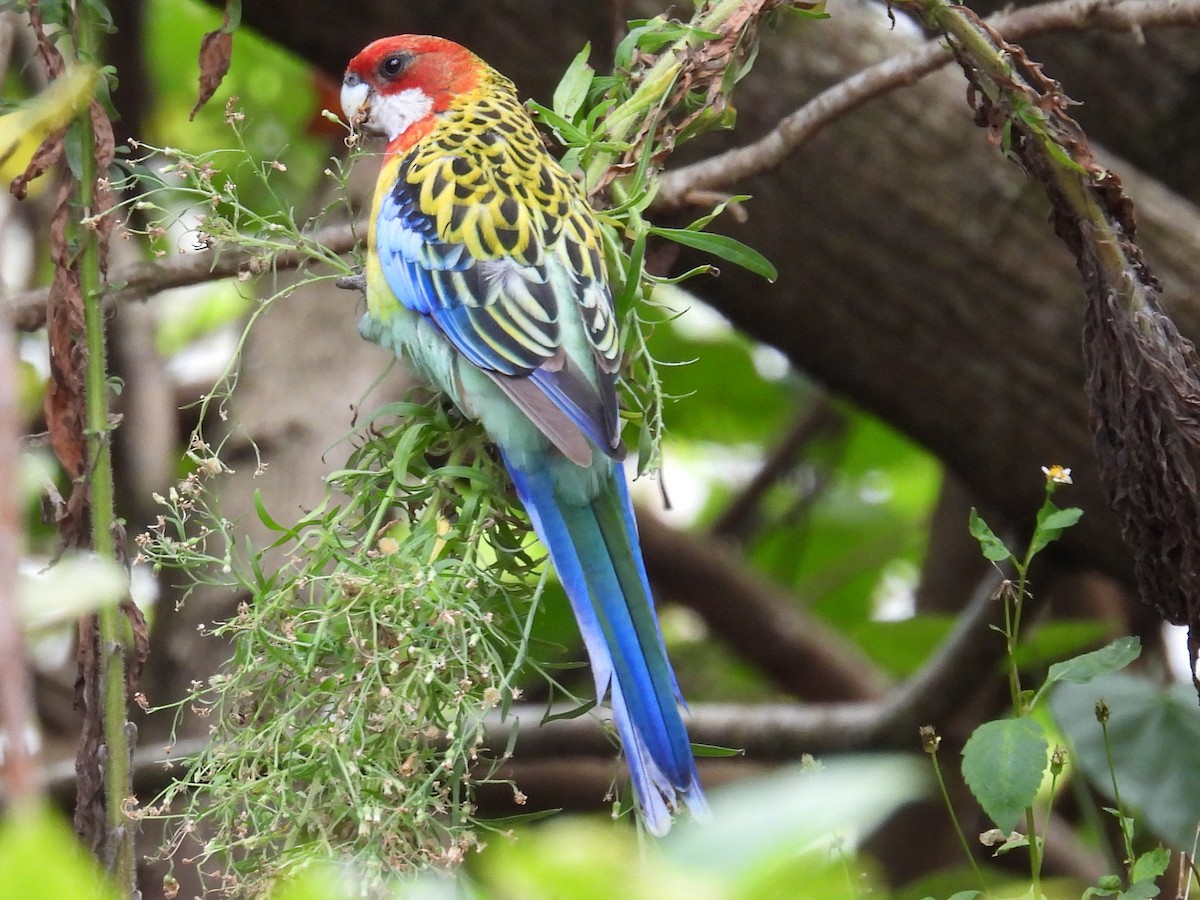 Rosella orientale - ML646573393