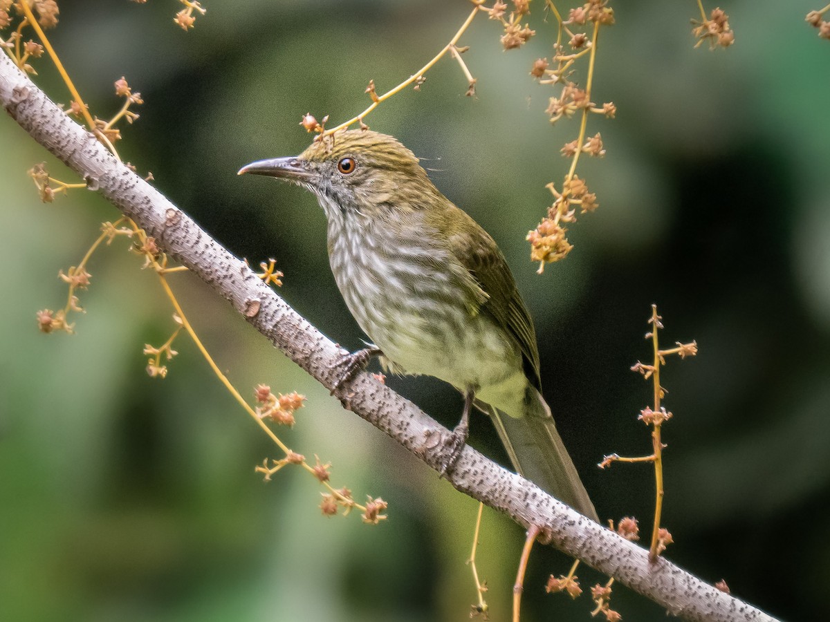 Streaked Bulbul - ML646573397