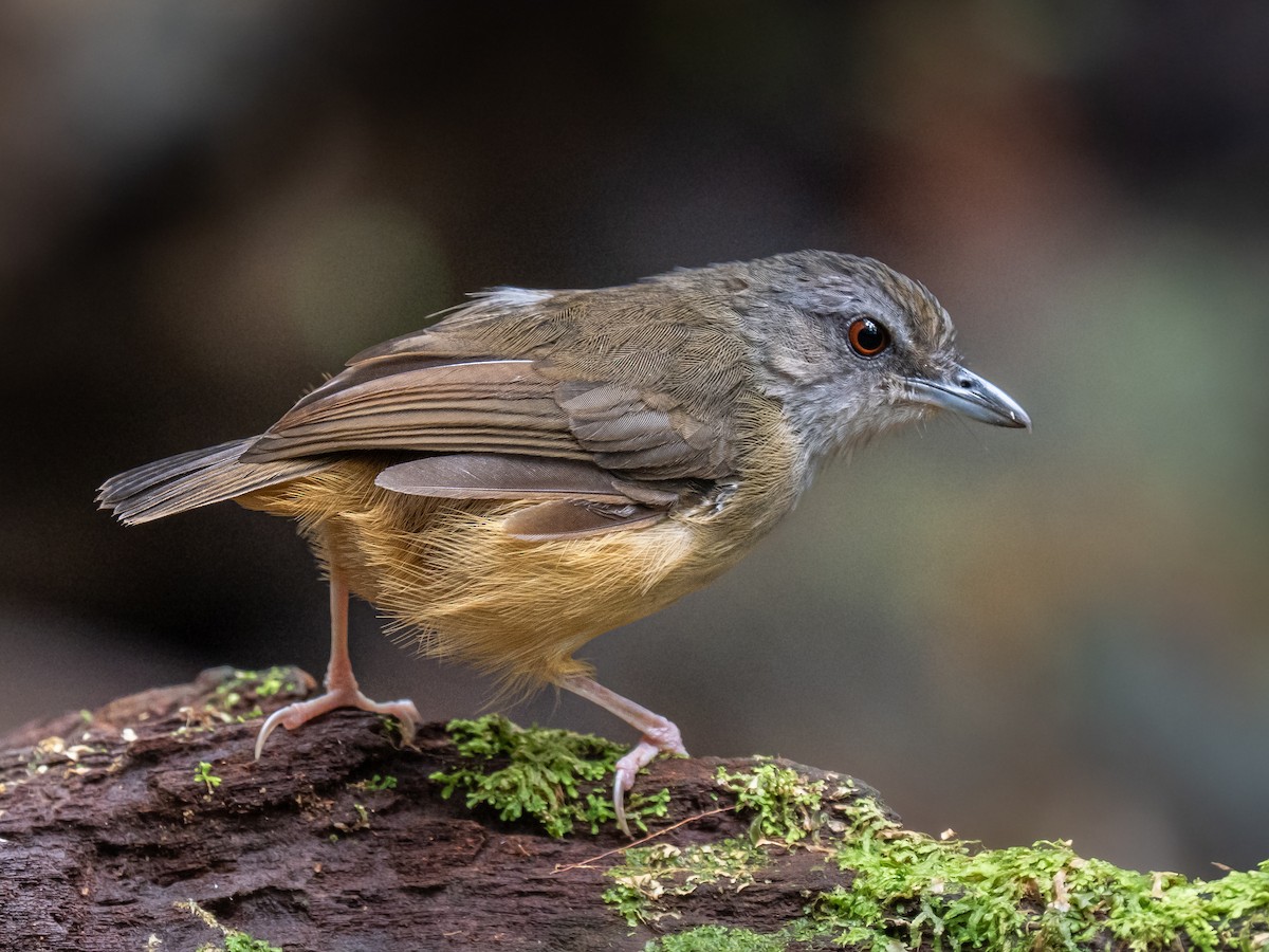 Horsfield's Babbler - ML646573404