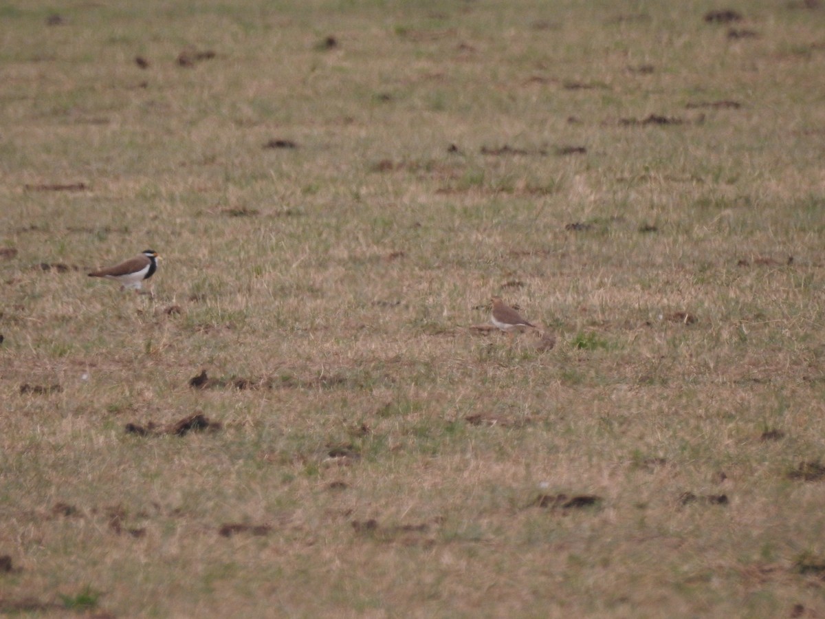 Oriental Plover - ML646573407