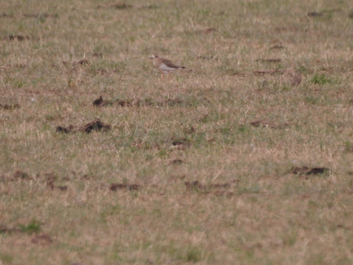 Oriental Plover - ML646573408