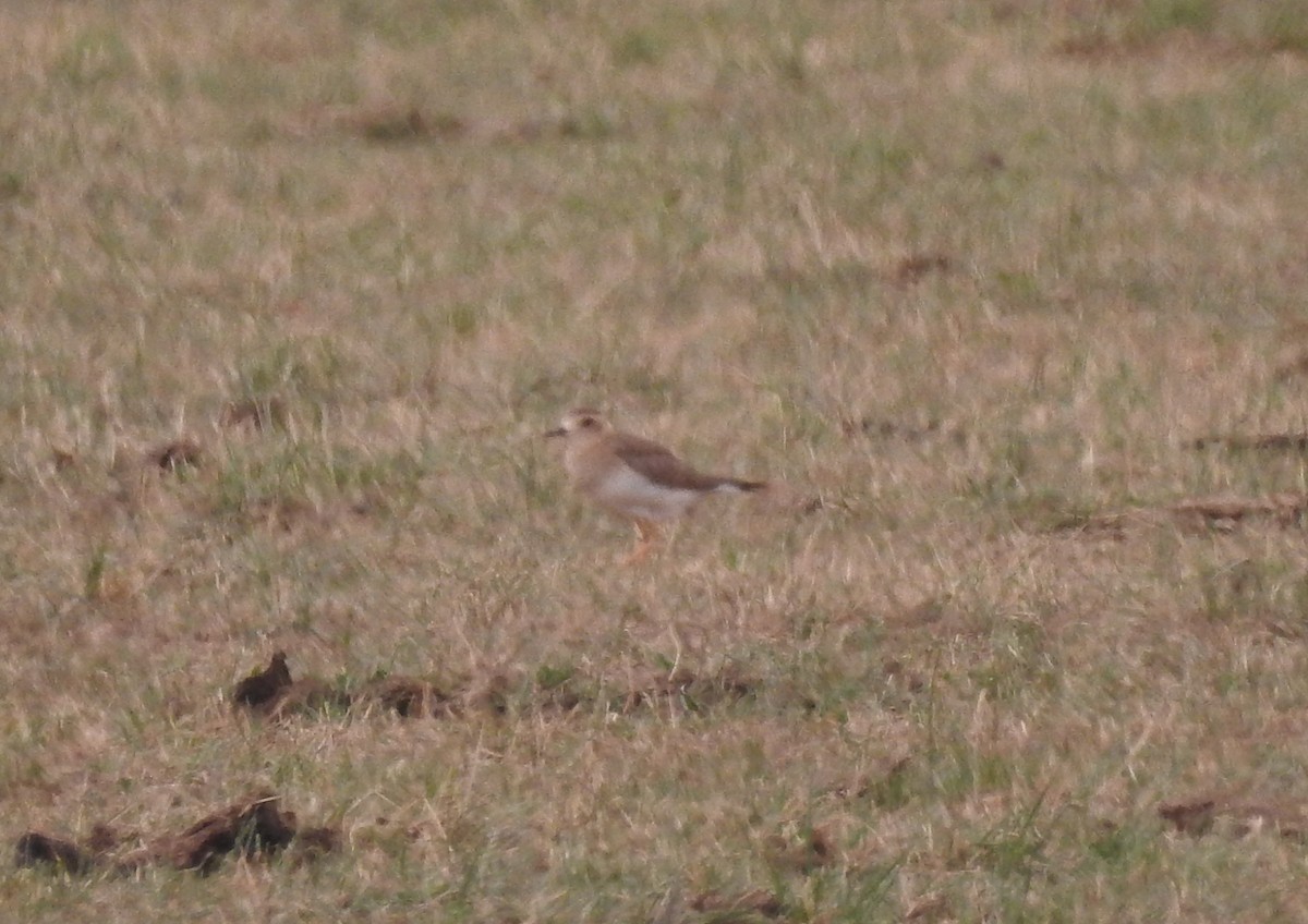 Oriental Plover - ML646573409