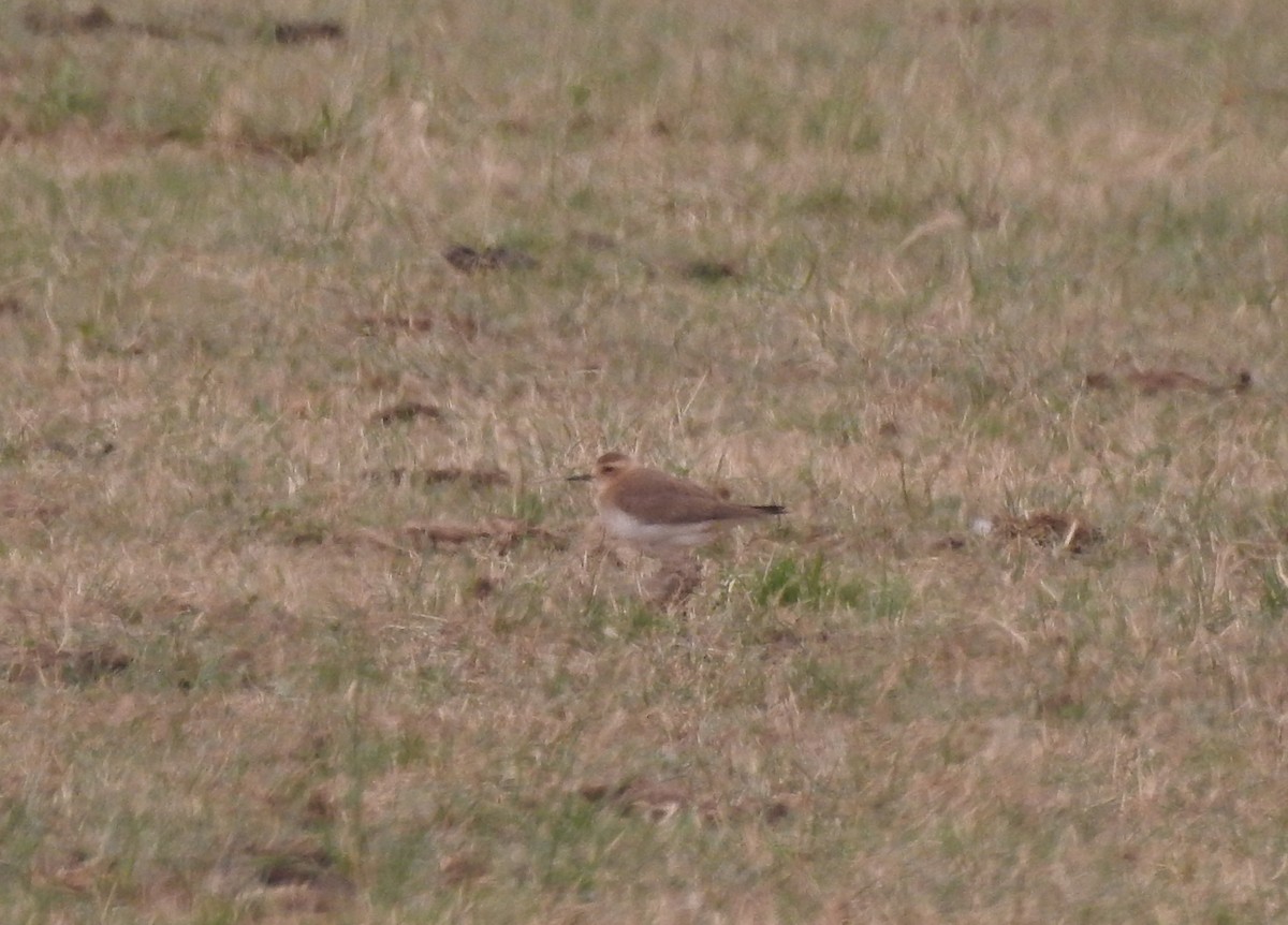 Oriental Plover - ML646573410
