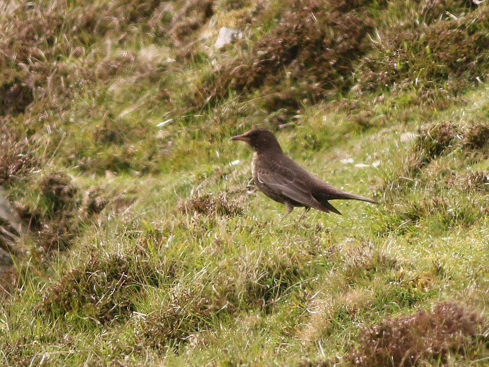 Ring Ouzel (Northern) - ML646573411