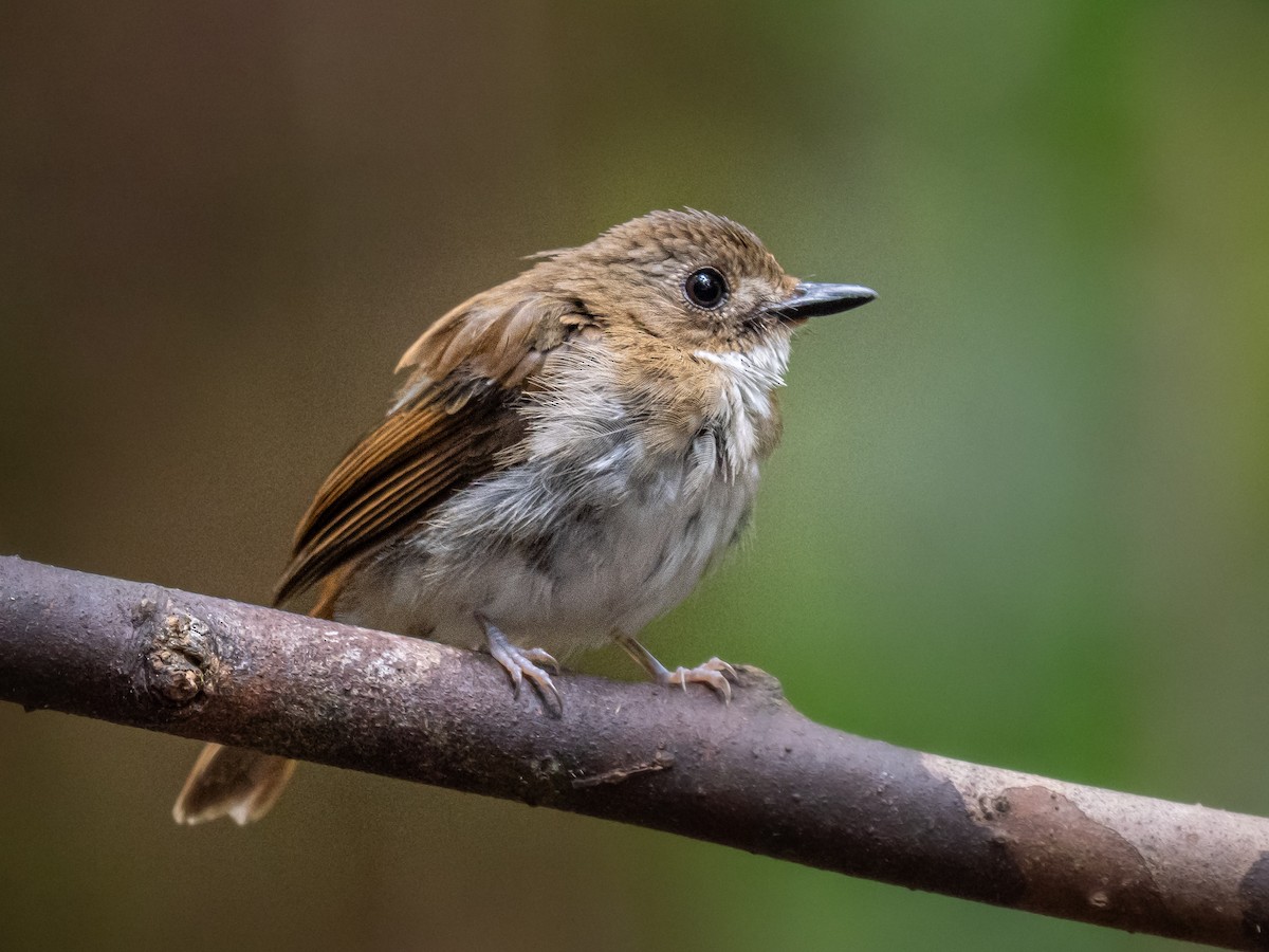 Gray-chested Jungle Flycatcher - ML646573412