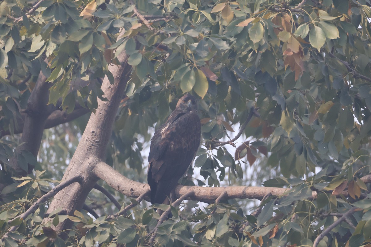 Habichtsadler - ML646573413