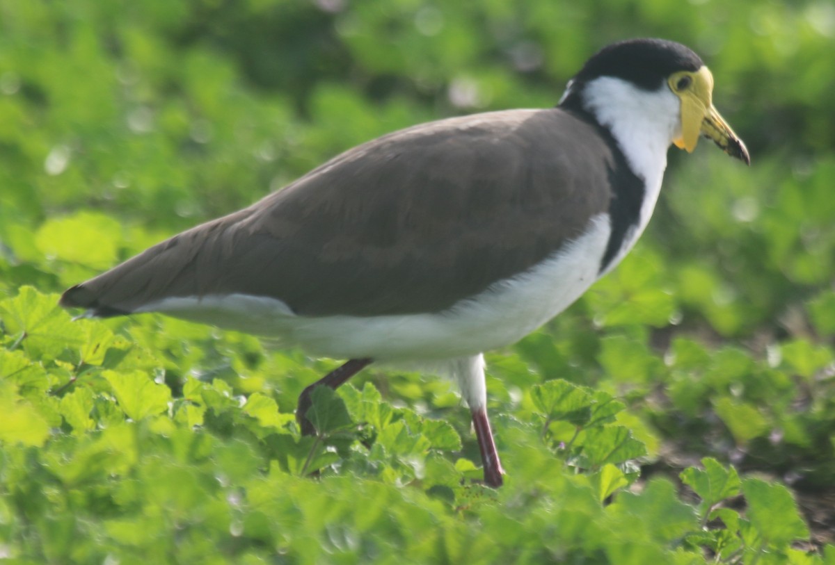 čejka australská - ML646573418