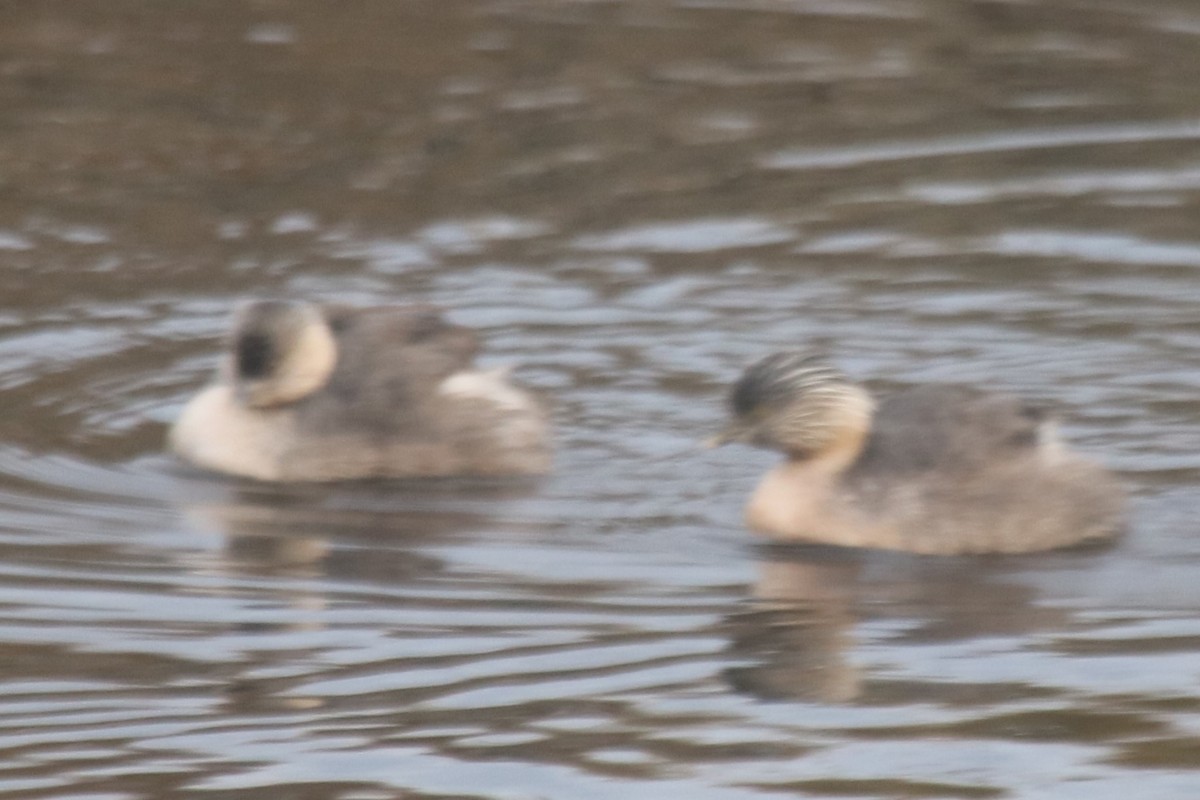 Txilinporta burugrisa - ML646573420