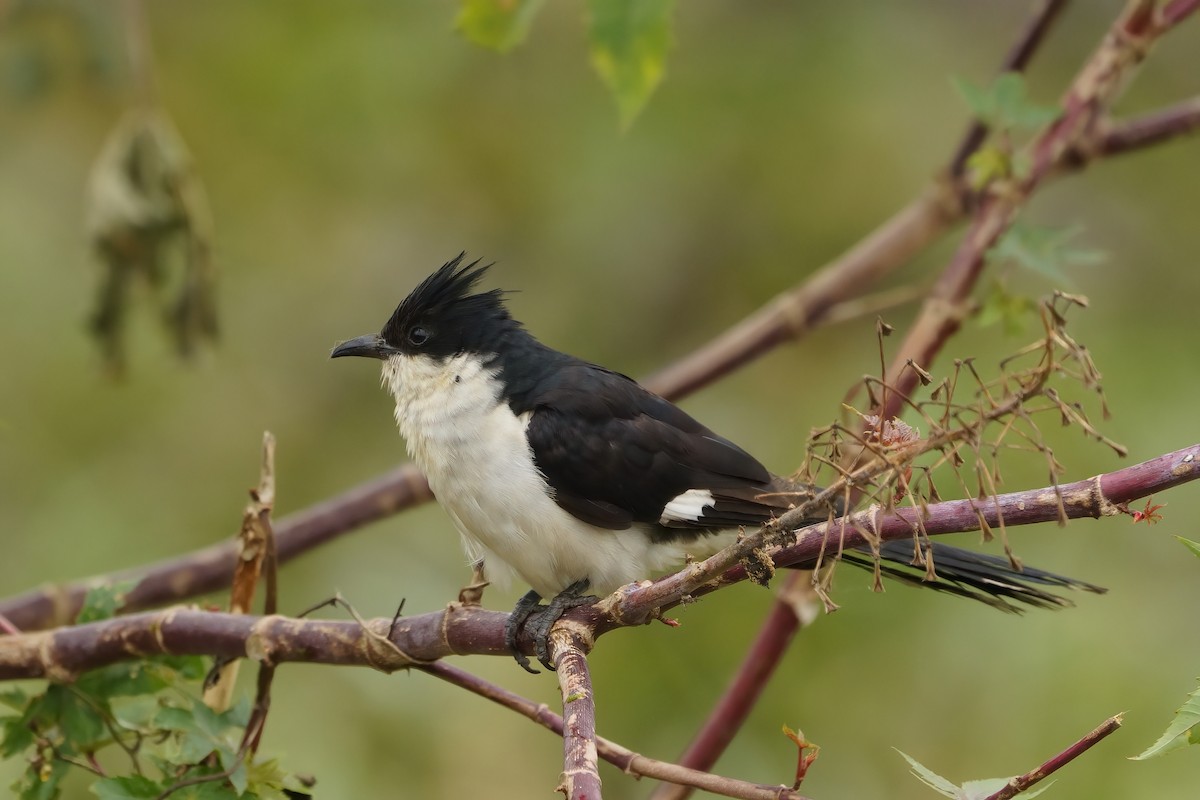 Pied Cuckoo - ML646573421