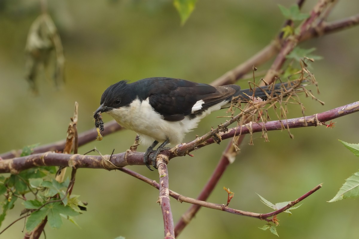 Pied Cuckoo - ML646573422