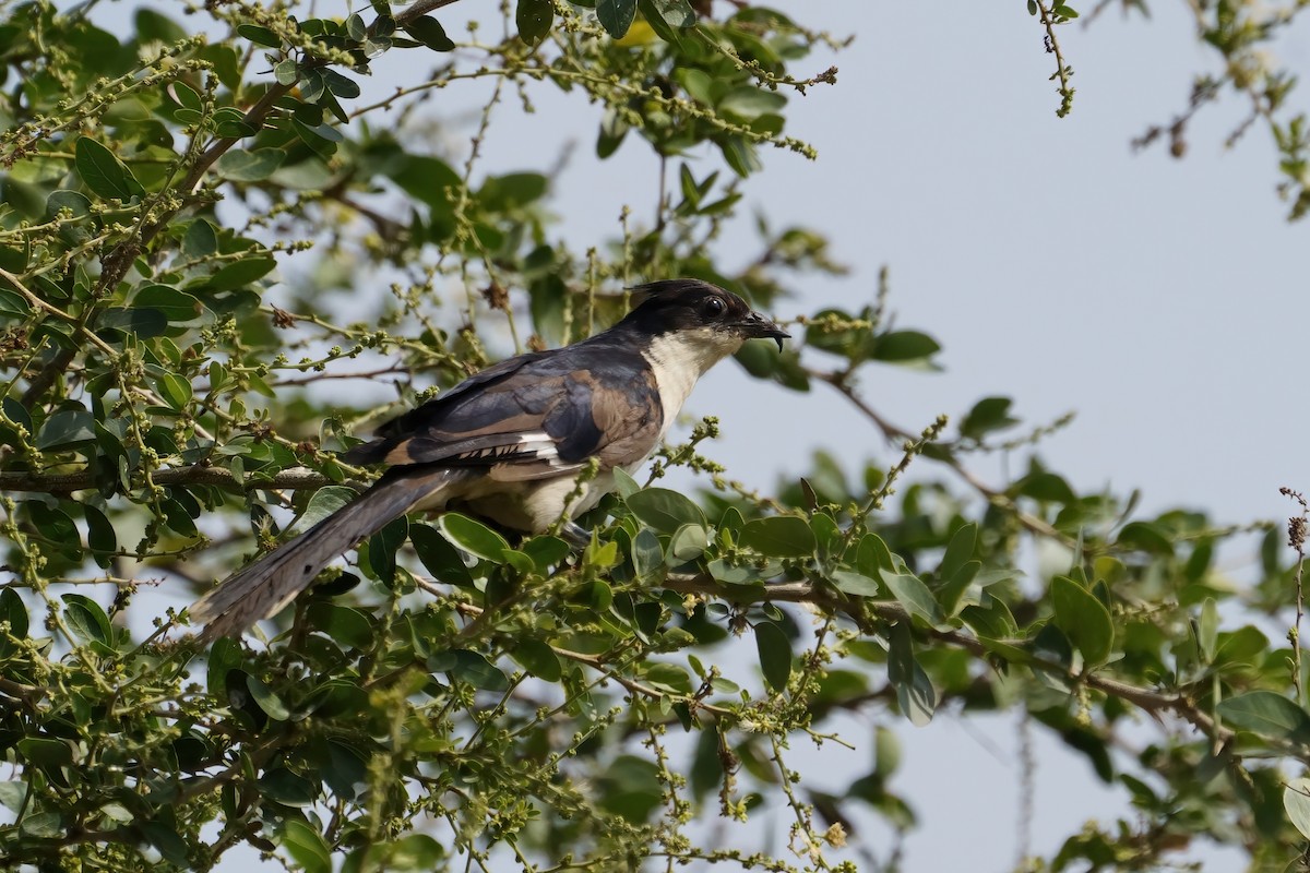 Pied Cuckoo - ML646573423
