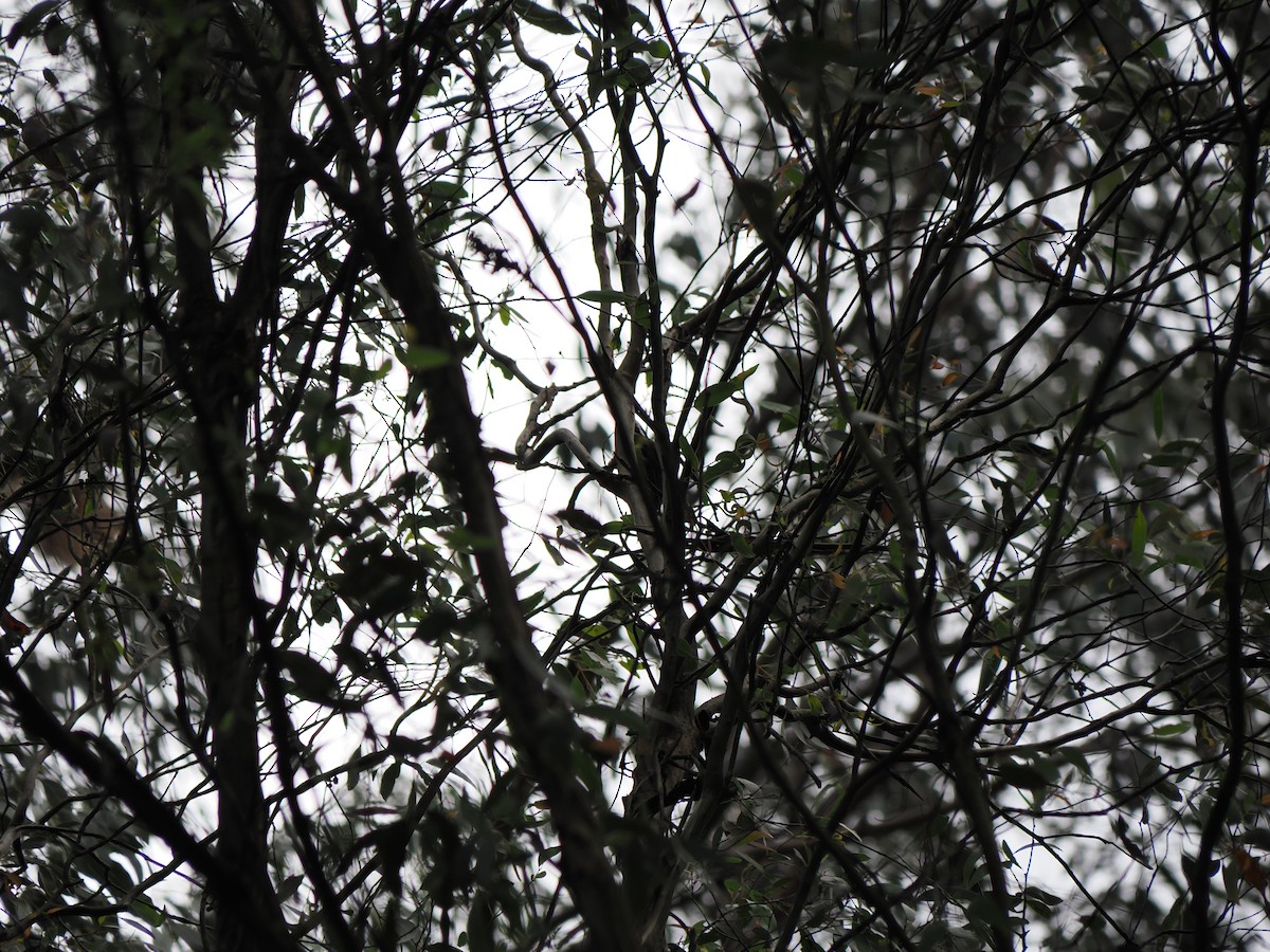 Eastern Shrike-tit - ML646573426