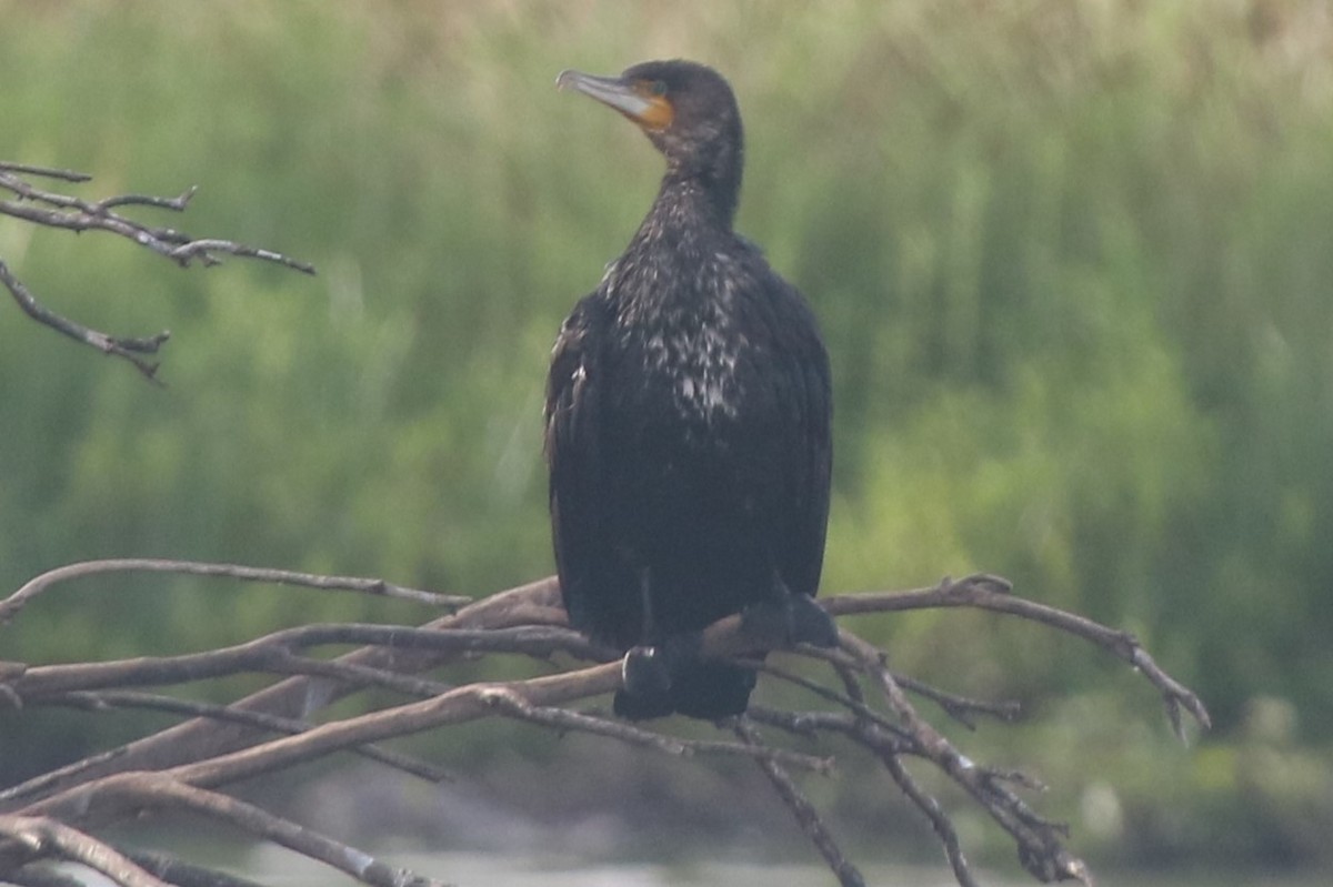 Great Cormorant - ML646573427
