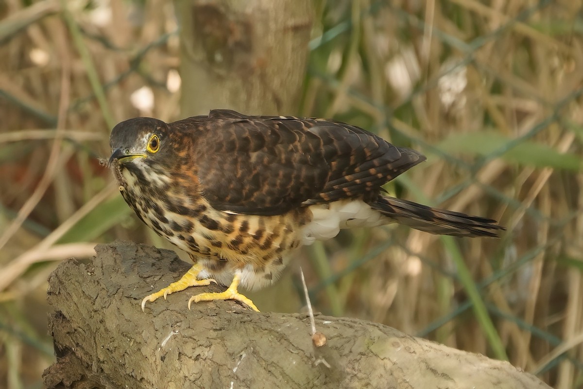 Large Hawk-Cuckoo - ML646573430
