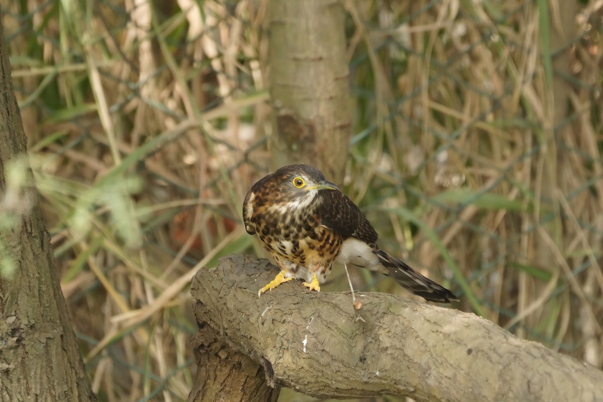 Large Hawk-Cuckoo - ML646573431