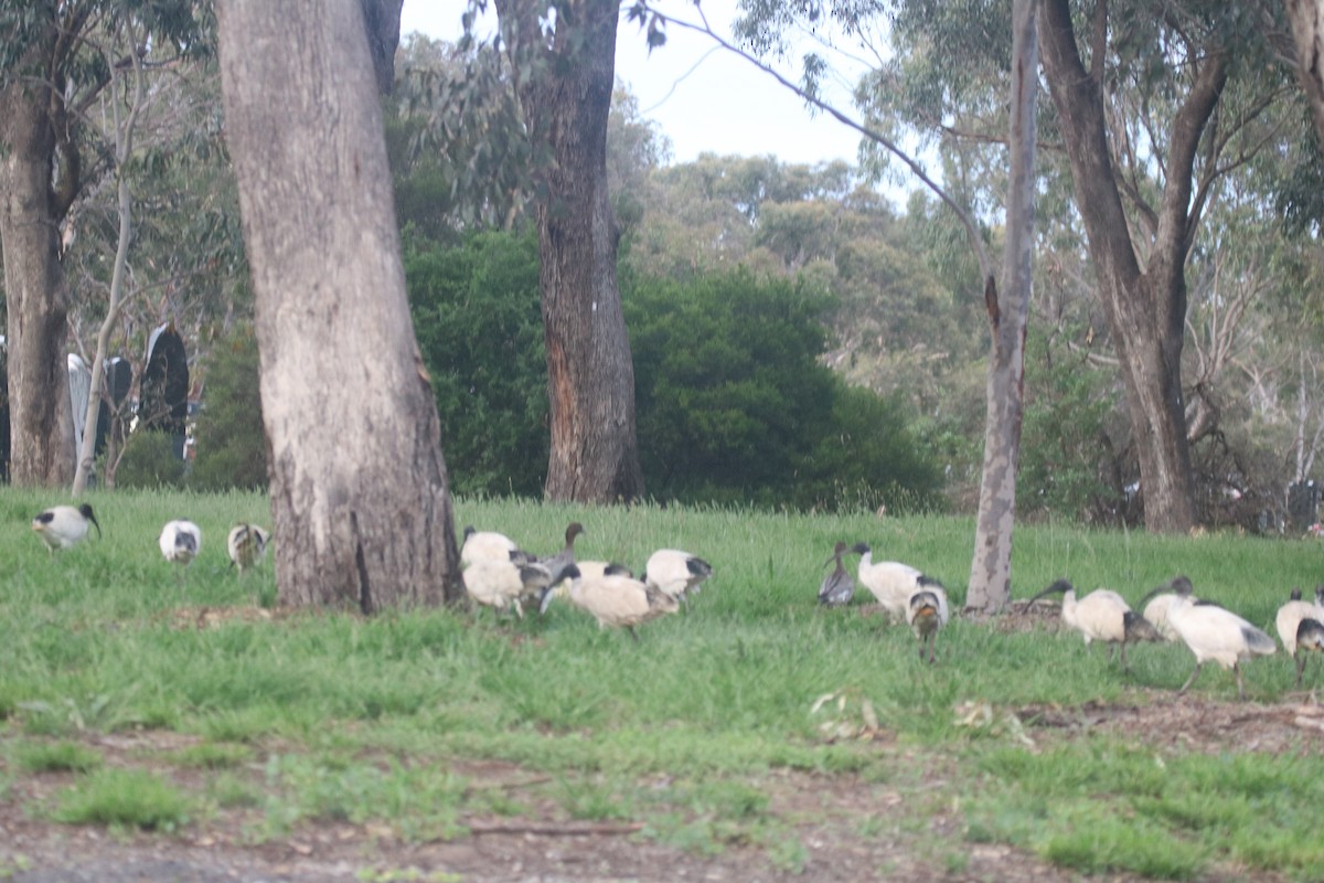 Australian Ibis - ML646573433
