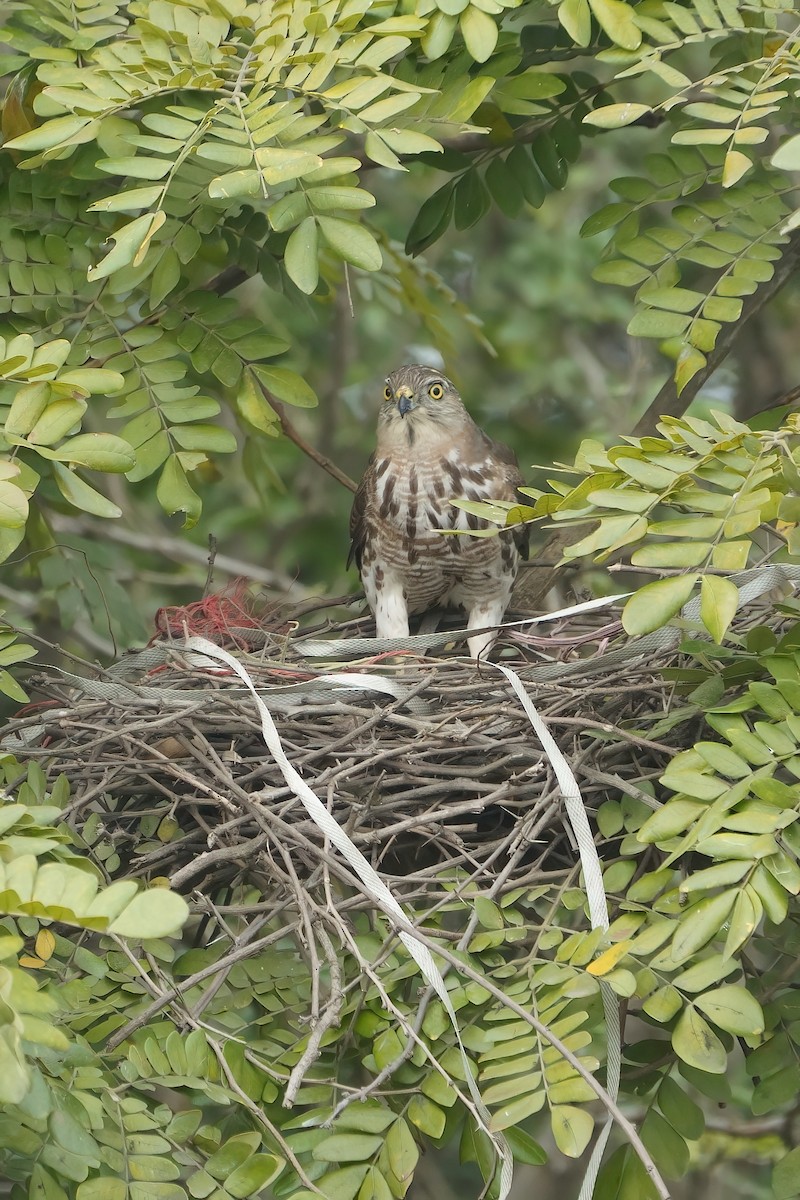 Shikra - ML646573436