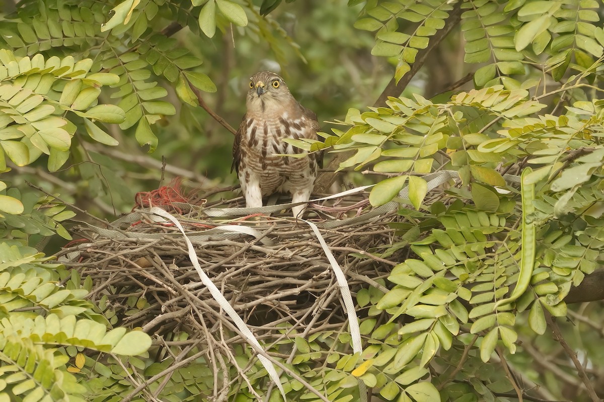 Shikra - ML646573437