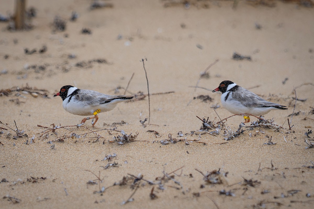 Австралийский зуёк - ML646573438