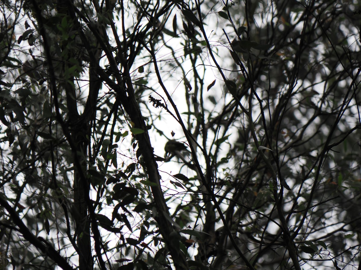 Eastern Shrike-tit - ML646573439