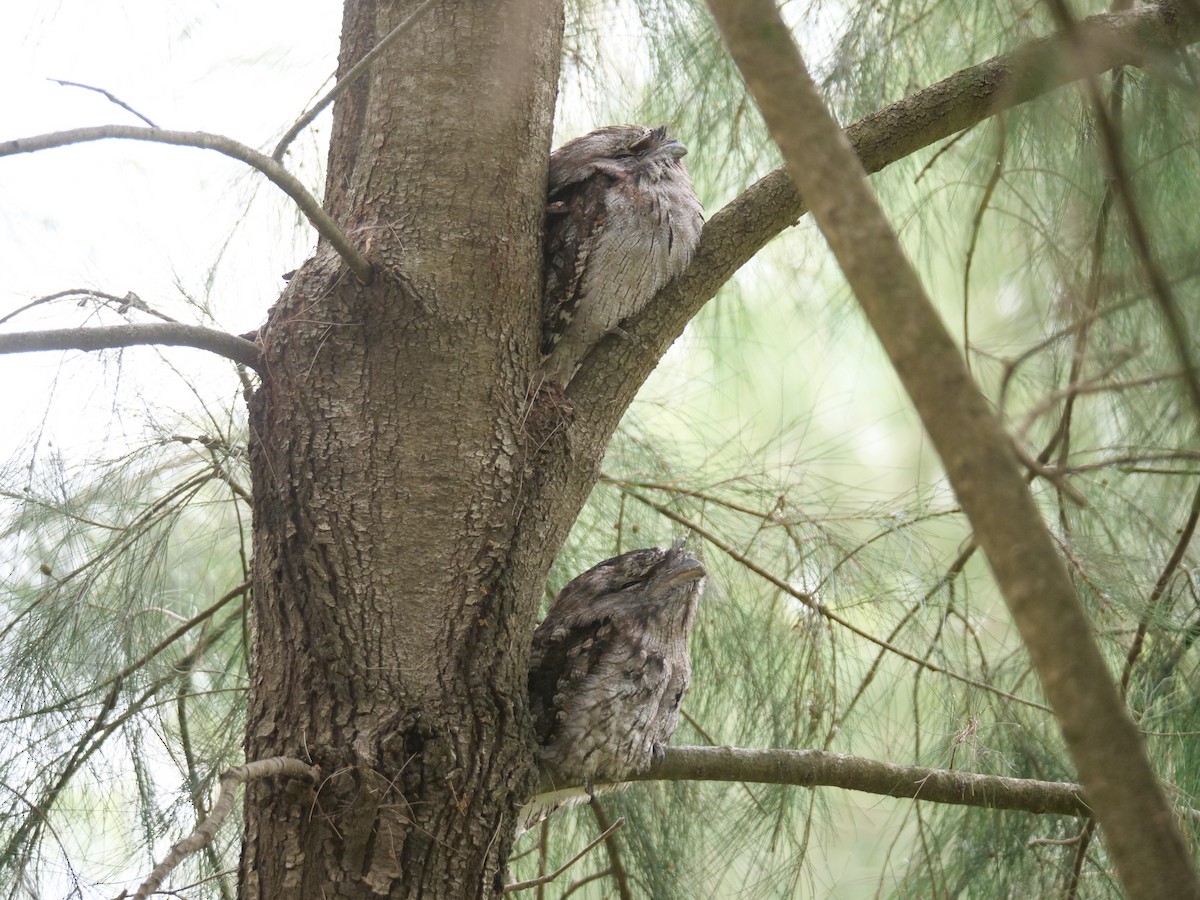 Tawny Frogmouth - ML646573440