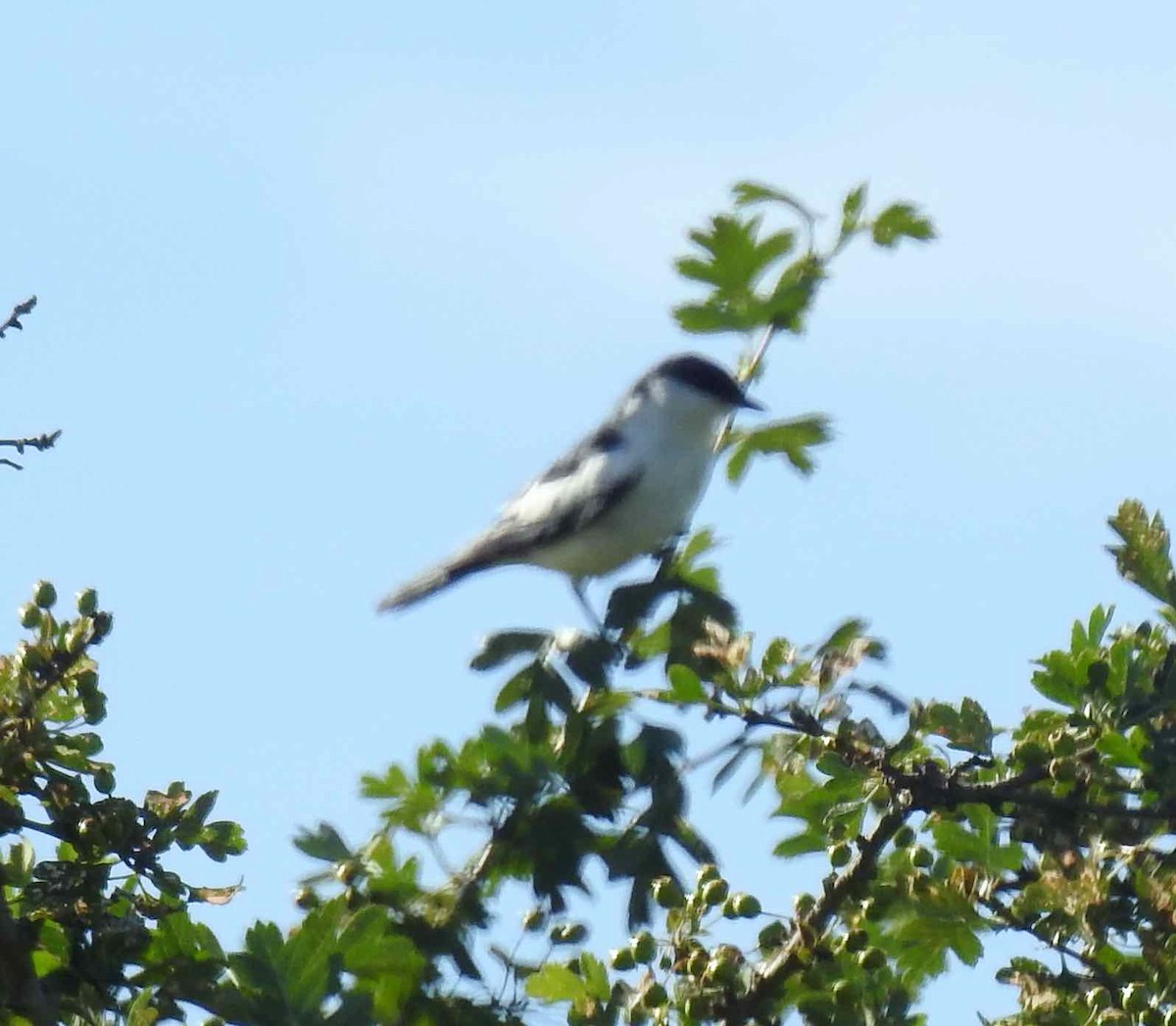 White-winged Triller - ML646573442