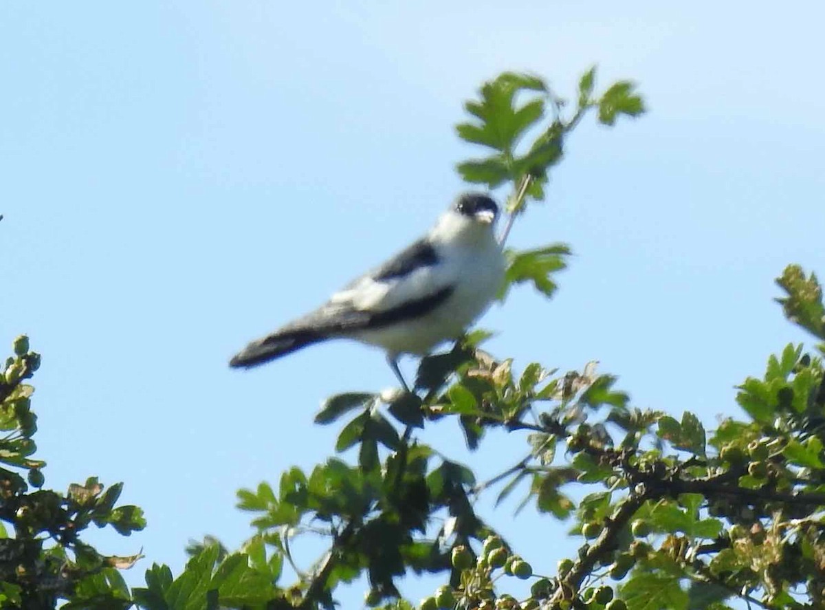 White-winged Triller - ML646573443