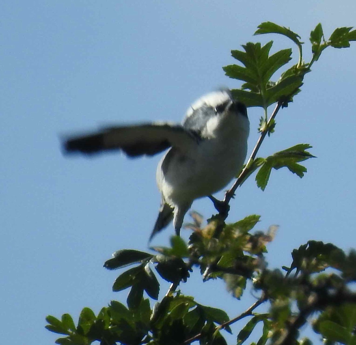 White-winged Triller - ML646573444