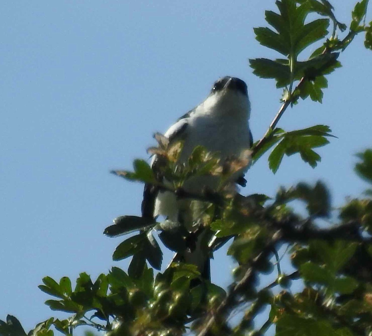 White-winged Triller - ML646573445