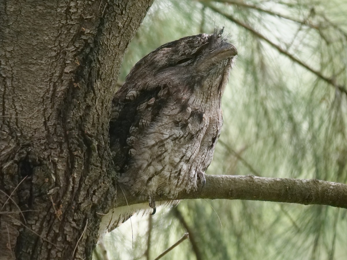 Tawny Frogmouth - ML646573446