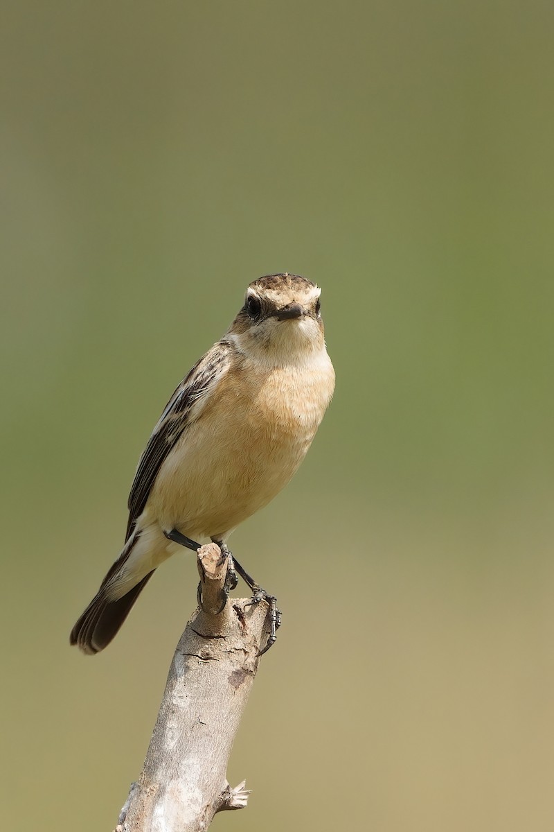 Siberian Stonechat - ML646573447