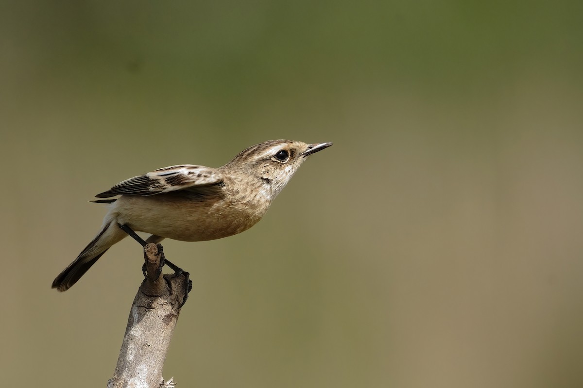 Siberian Stonechat - ML646573448