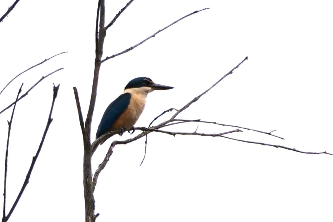 Sacred Kingfisher - ML646573450
