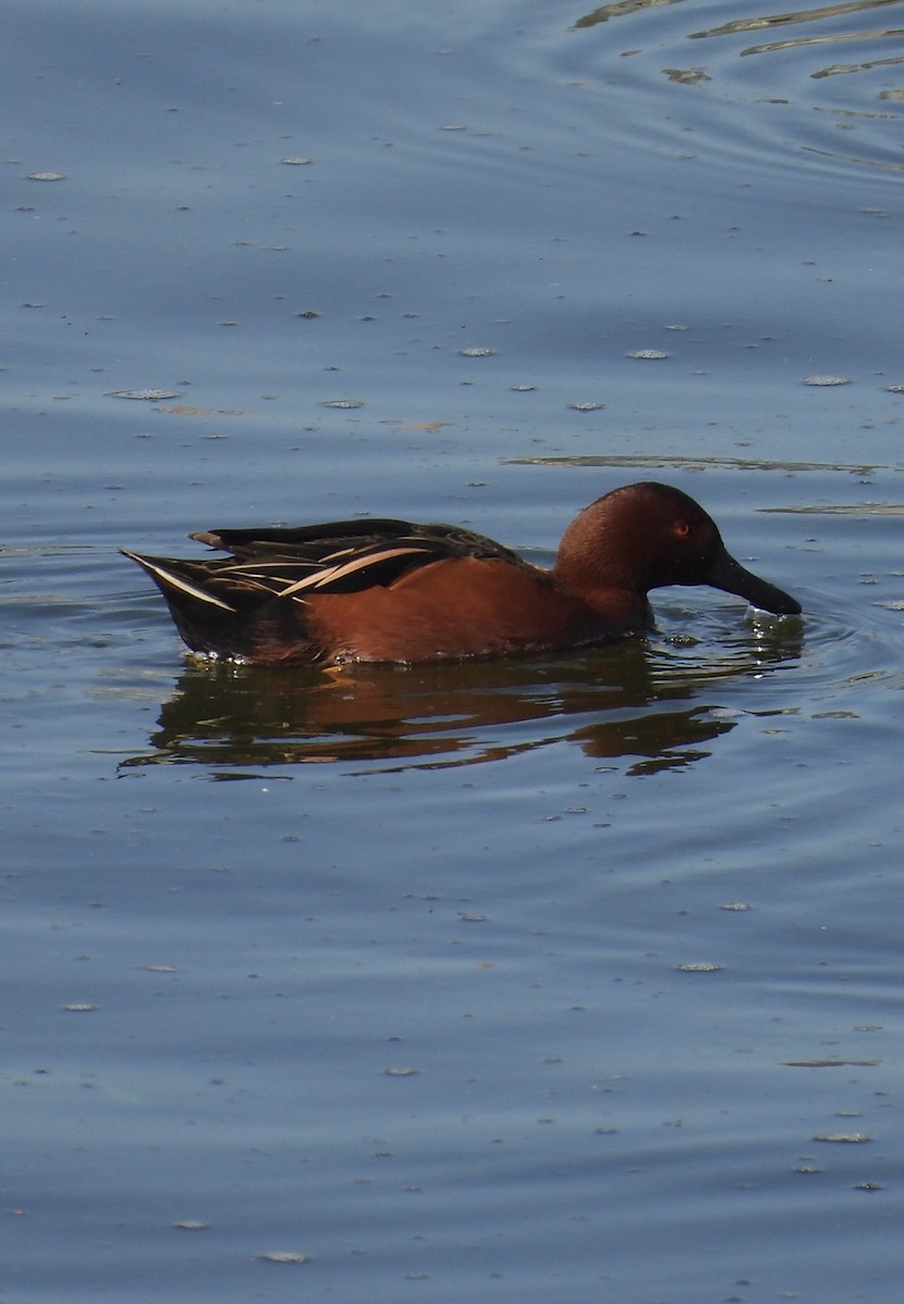 Zertzeta kanelakara - ML646573452