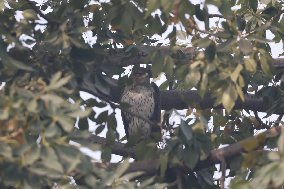 Bonelli arranoa - ML646573453