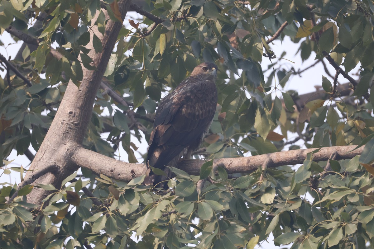 Bonelli arranoa - ML646573454