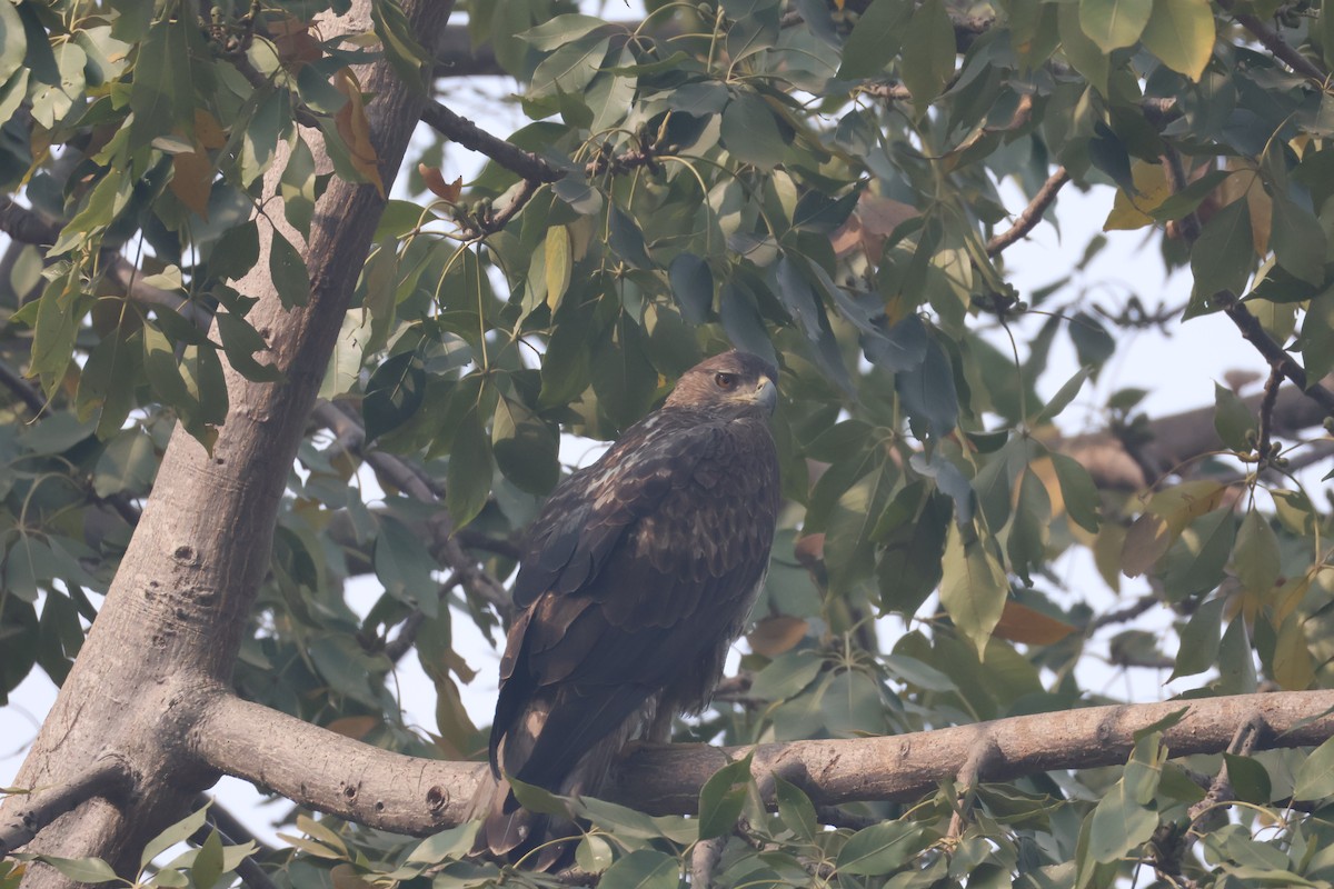 Bonelli arranoa - ML646573455