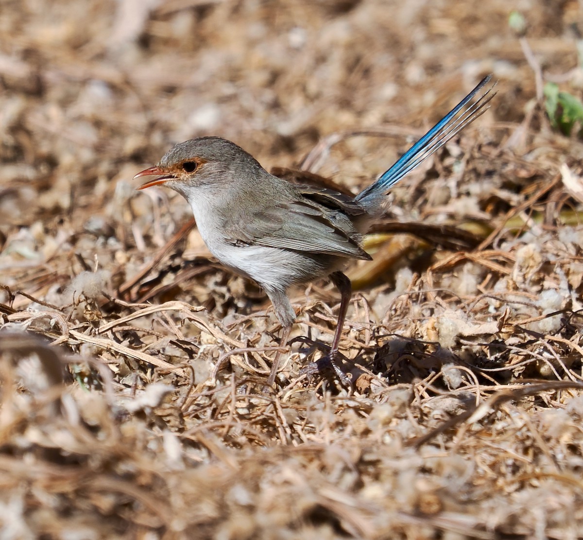 Splendid Fairywren - ML646573457