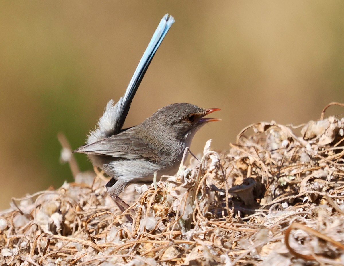 Splendid Fairywren - ML646573458