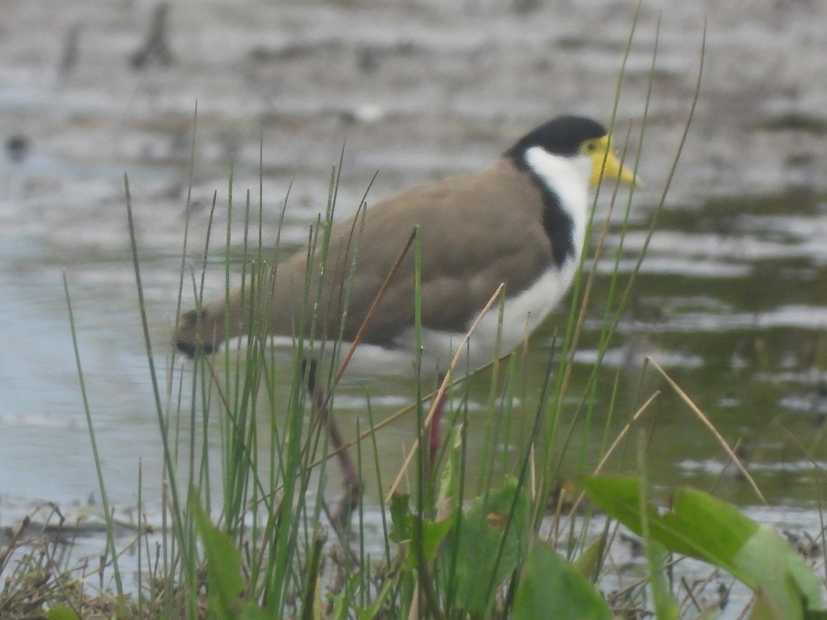 čejka australská (ssp. novaehollandiae) - ML646573459
