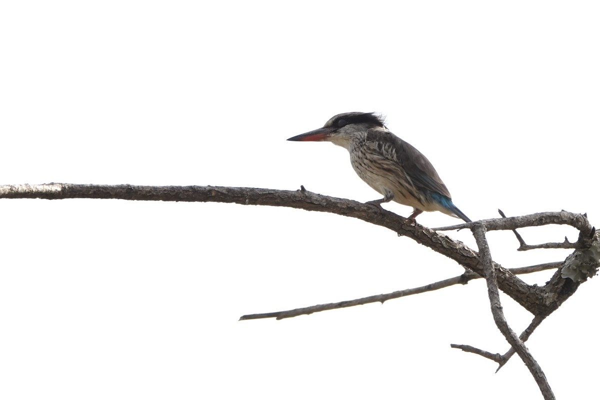 Striped Kingfisher - ML646573460