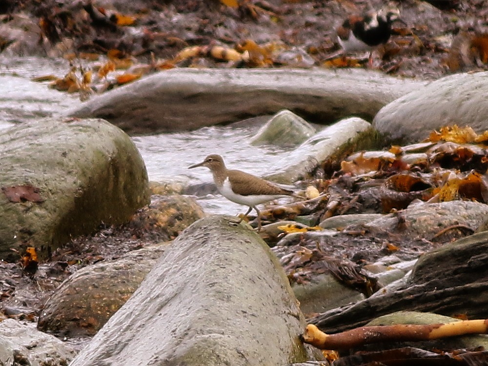 Common Sandpiper - ML646573464
