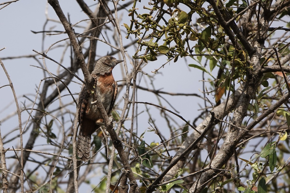 Red-throated Wryneck (Ethiopian) - ML646573465