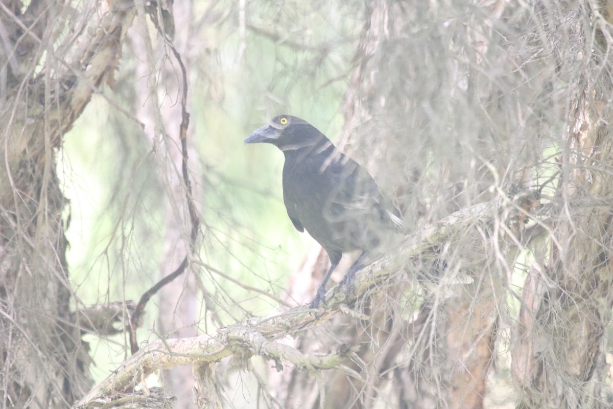 Pied Currawong - ML646573466