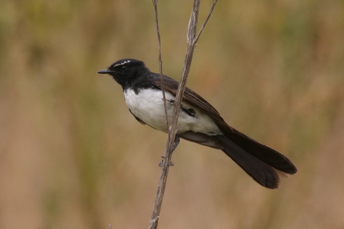 Willie-wagtail - ML646573468