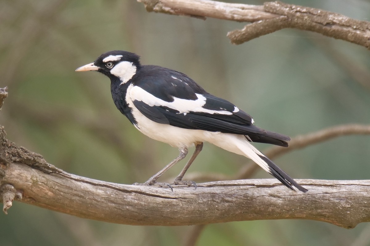 Magpie-lark - ML646573469