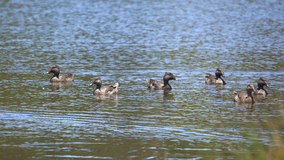 Ahate nakanduna - ML646573474