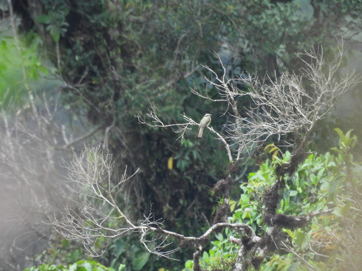 Golden-crowned Flycatcher - ML646573475